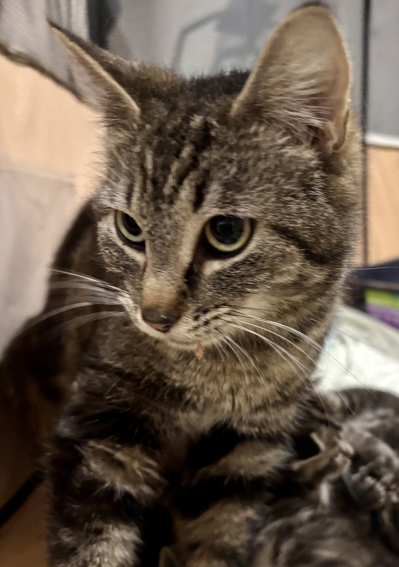 CAT - Isabella, photo 5