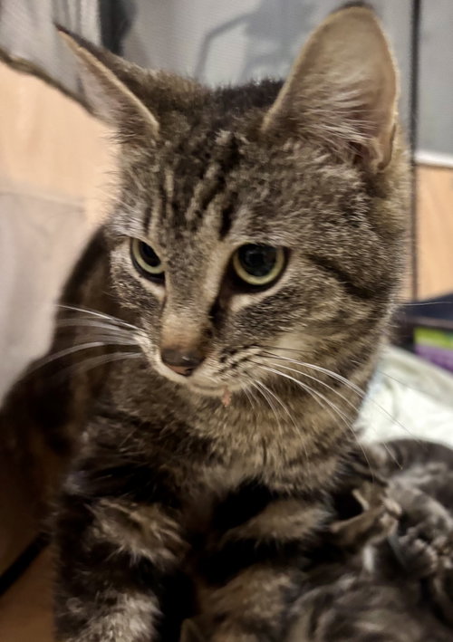 Cat photo 4