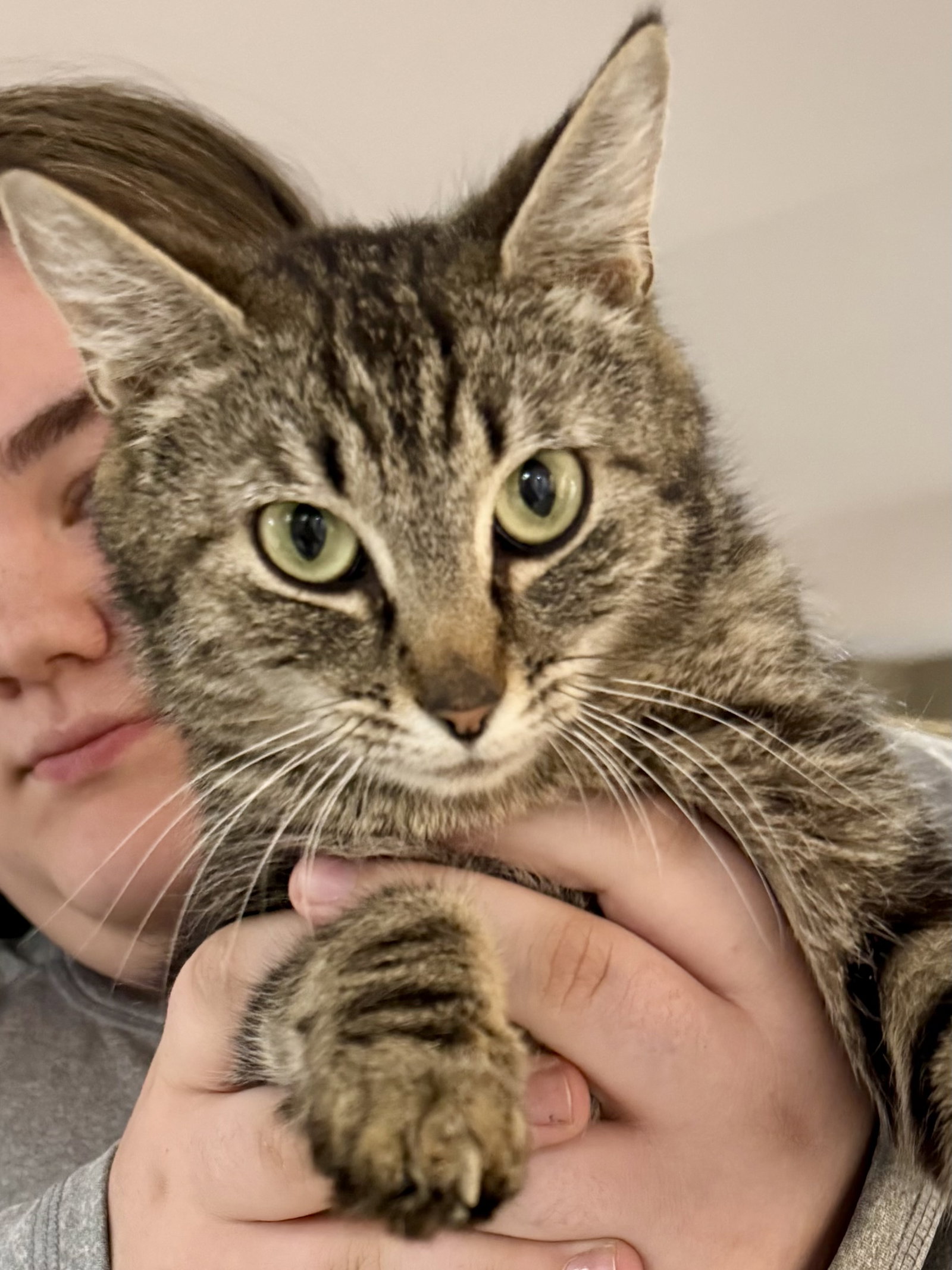 CAT - Isabella, photo 3