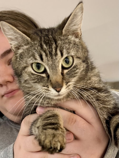 CAT - Isabella