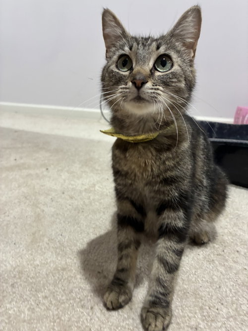 CAT - Isabella, Young Domestic Short Hair / Tabby (short coat), cat for adoption in Lombard, Illinois