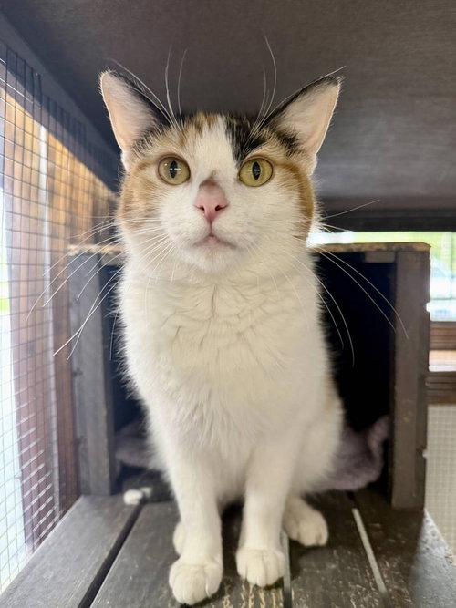 CAT - Holly, an adoptable Domestic Short Hair in Gilberts, IL