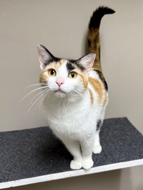 CAT - Holly, Young Domestic Short Hair / Calico (short coat), cat for adoption in Des Plaines, Illinois