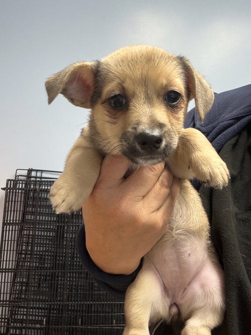 Ivy, an adoptable Corgi in Gilberts, IL