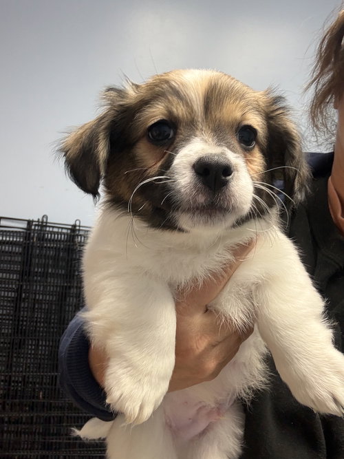 Iggy, an adoptable Corgi in Gilberts, IL