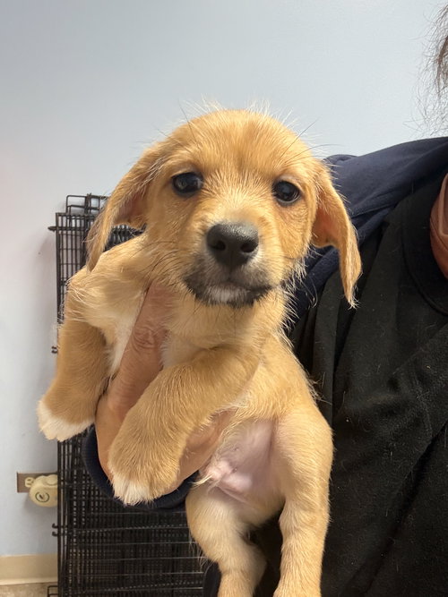 Indy, an adoptable Corgi in Gilberts, IL