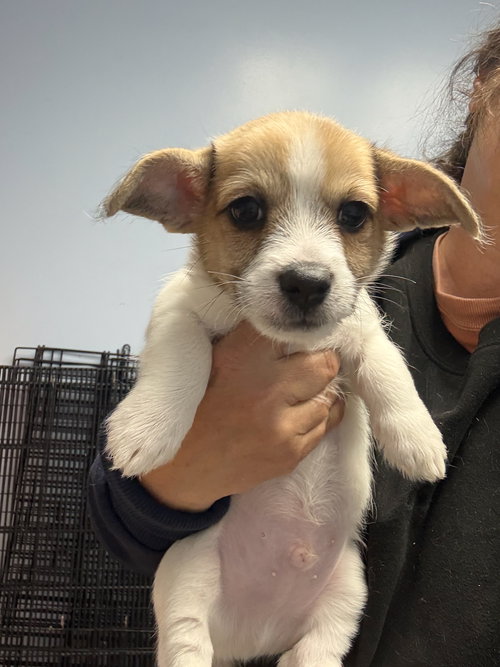 Ivory, an adoptable Corgi in Gilberts, IL