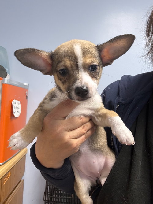 Isa, an adoptable Corgi in Gilberts, IL
