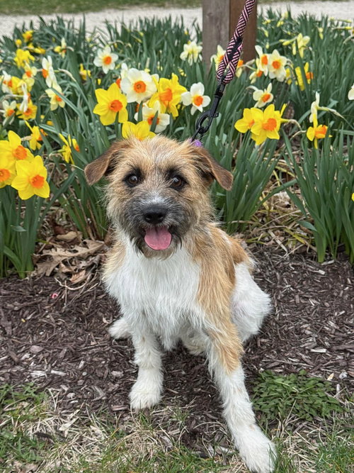 picture of the dog needing adoption