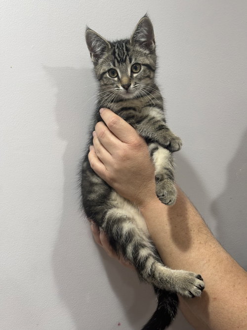 CAT - Indie, Baby Domestic Short Hair / Tabby (short coat), cat for adoption in Cicero, Illinois
