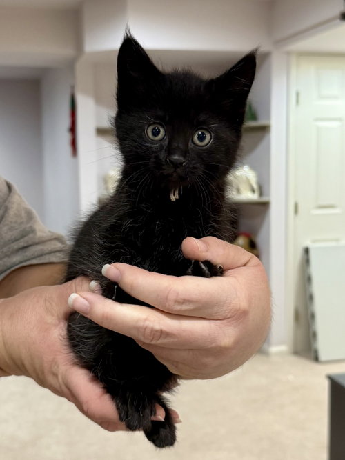 CAT - Inky