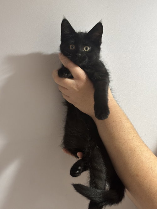 CAT - Inky, Baby Domestic Short Hair (short coat), cat for adoption in Cicero, Illinois