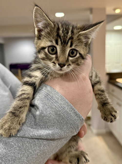 CAT - Iver