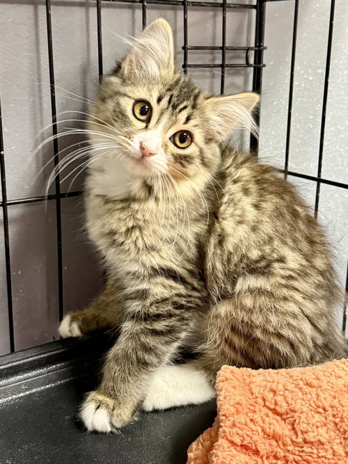 CAT - Josie, Baby Domestic Medium Hair / Tabby (medium coat), cat for adoption in Des Plaines, Illinois