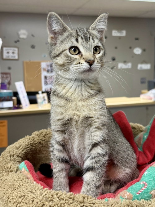 CAT - June, Baby Domestic Short Hair / Tabby (short coat), cat for adoption in Des Plaines, Illinois