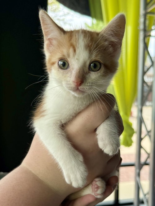 CAT - Lenny