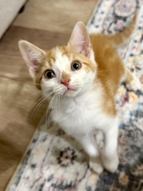 CAT - Lenny, Baby Domestic Short Hair (short coat), cat for adoption in Glenview, Illinois