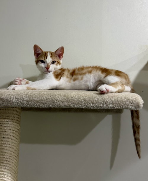 CAT - Lenny, Baby Domestic Short Hair (short coat), cat for adoption in Kenosha, Wisconsin