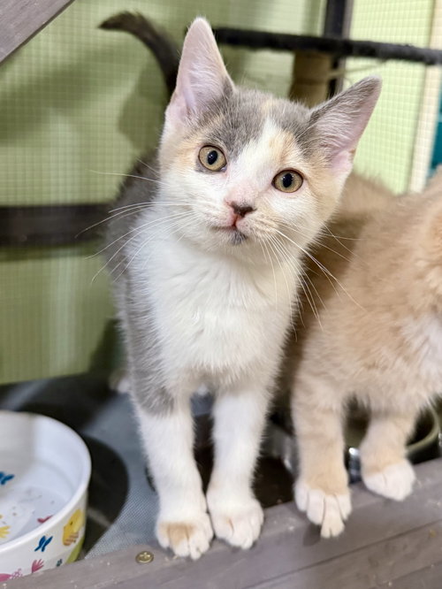 CAT - Libby, Baby Domestic Short Hair / Dilute Calico (short coat), cat for adoption in Des Plaines, Illinois