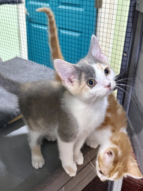 CAT - Libby, Baby Domestic Short Hair / Dilute Calico (short coat), cat for adoption in Beloit, Wisconsin