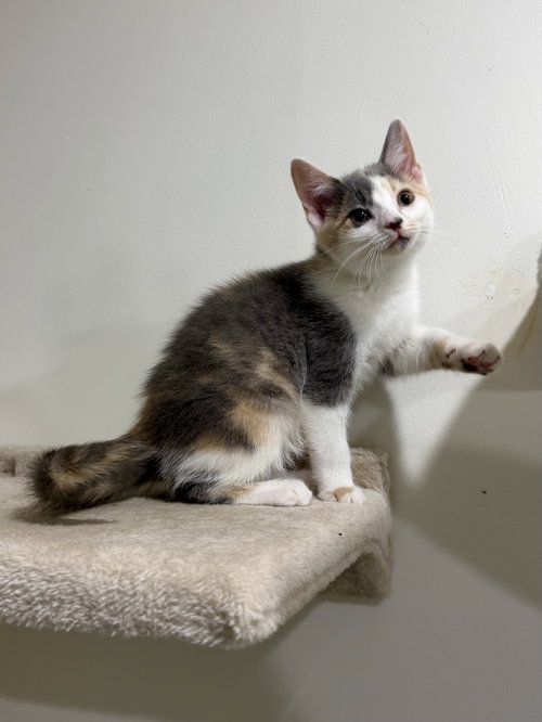CAT - Libby, Baby Domestic Short Hair / Dilute Calico (short coat), cat for adoption in Kenosha, Wisconsin