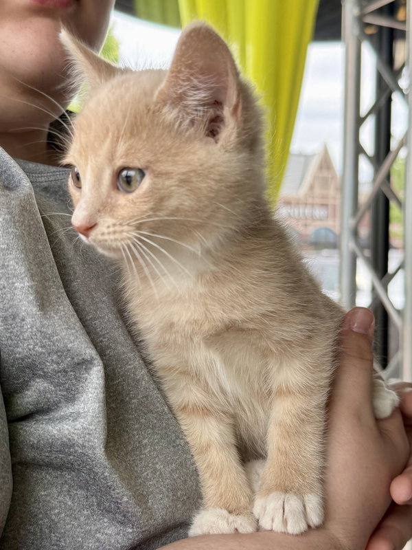 CAT - Louie