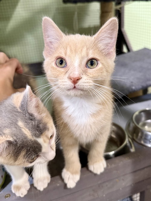 CAT - Louie, Baby Domestic Short Hair (short coat), cat for adoption in Beloit, Wisconsin