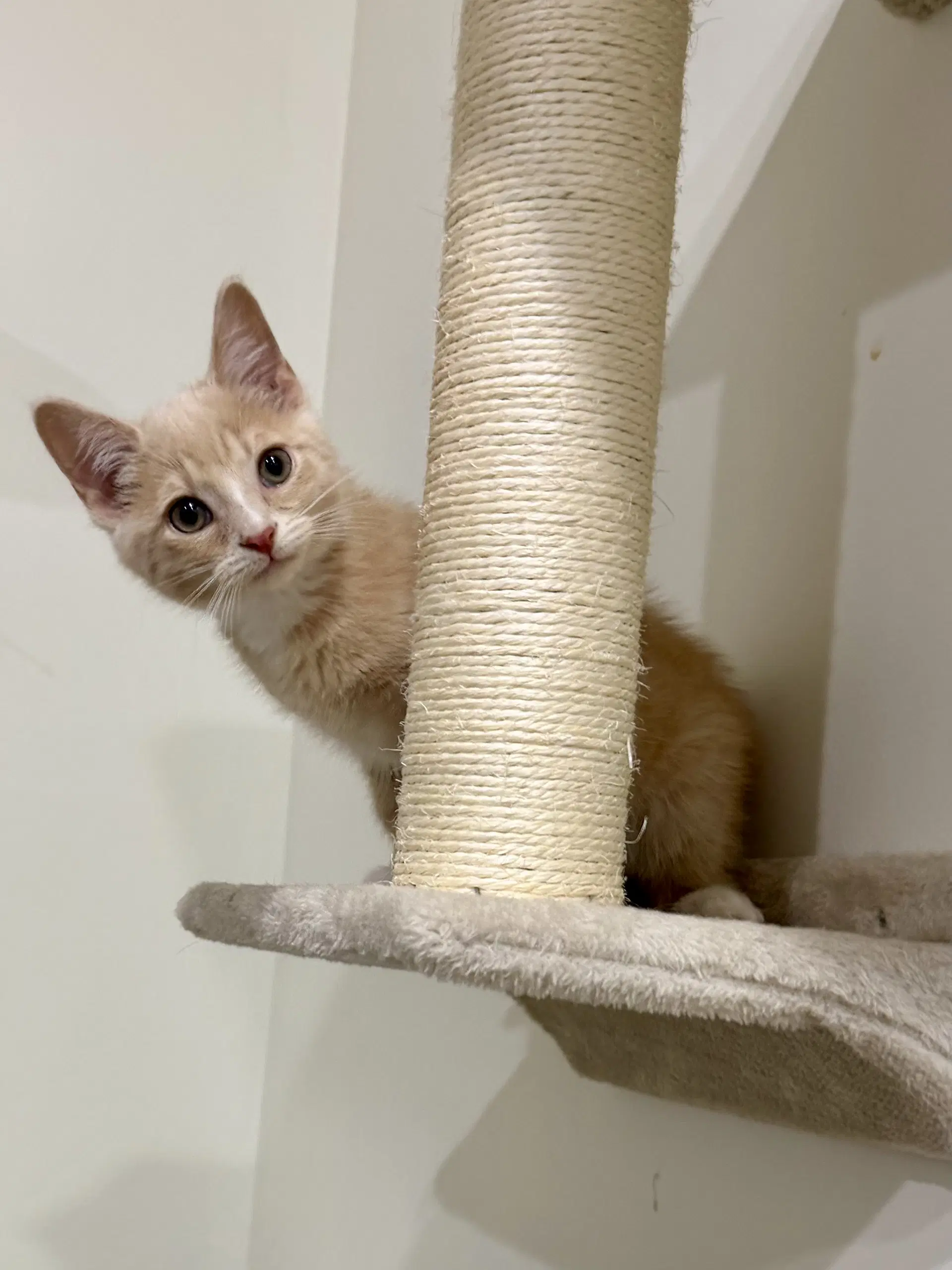 Cat - Louie - Domestic Short Hair