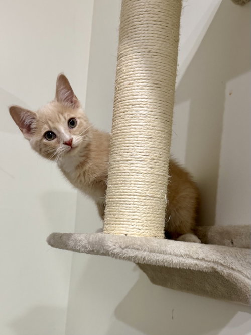CAT - Louie, Baby Domestic Short Hair (short coat), cat for adoption in Des Plaines, Illinois