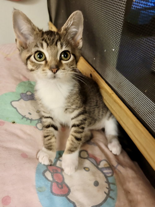 CAT - Maeve, Baby Domestic Short Hair / Tabby (short coat), cat for adoption in Kenosha, Wisconsin