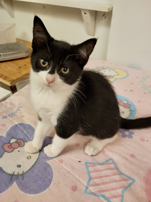 CAT - Mack, Baby Domestic Short Hair / Tuxedo (short coat), cat for adoption in Kenosha, Wisconsin