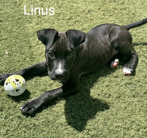 Linus, an adoptable Boxer in Gilberts, IL