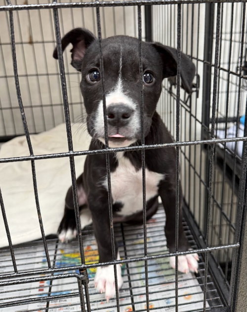 Loki, an adoptable Boxer in Gilberts, IL