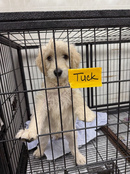 TUCK - Poodle (Standard) available for adoption