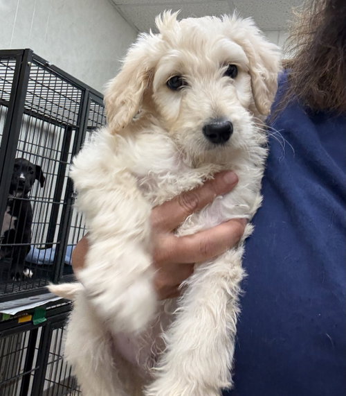 TUCK - Poodle (Standard) available for adoption