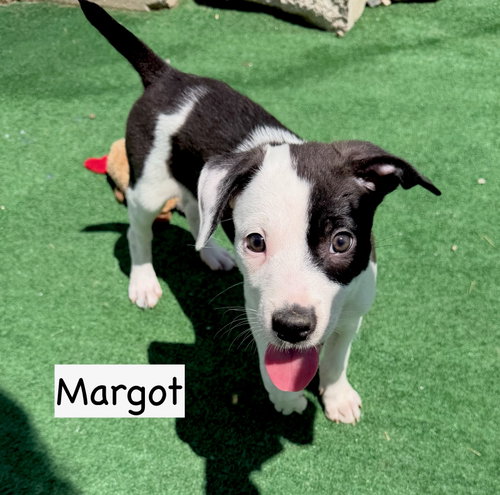 Margot