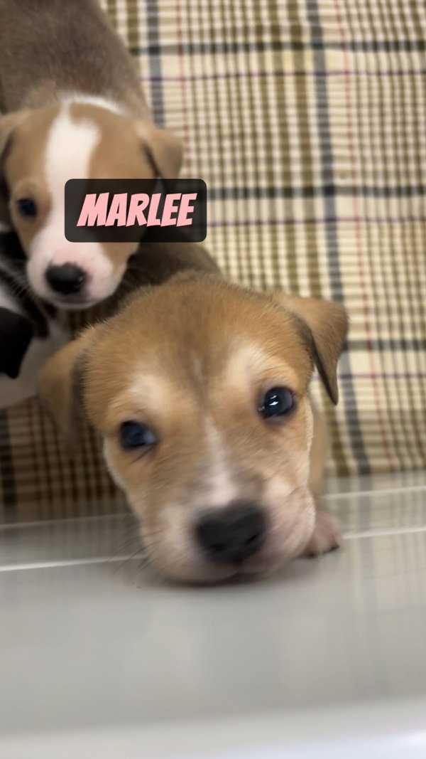Marlee
