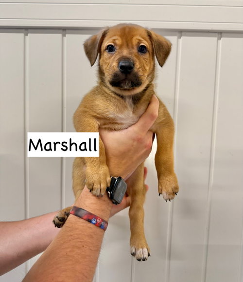 Marshall