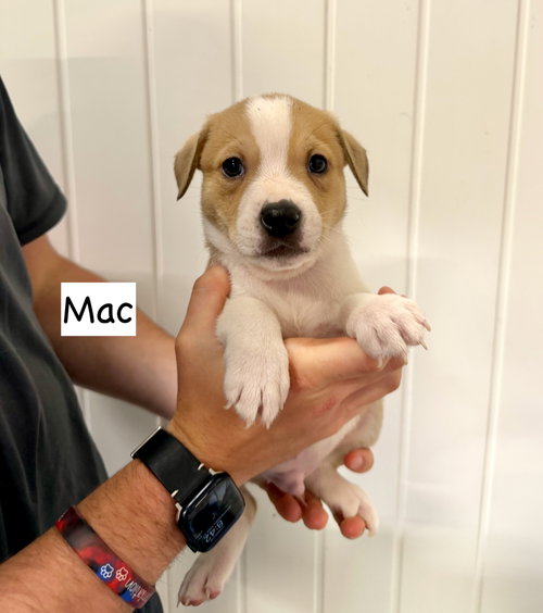 Mac