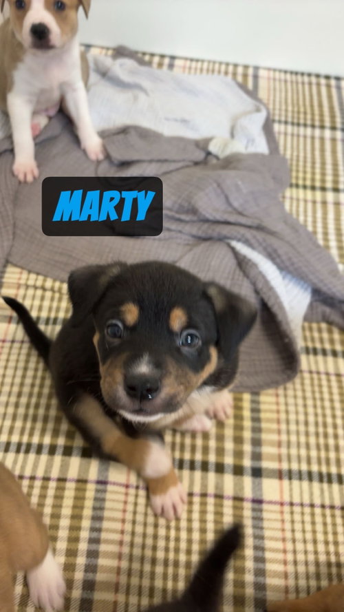 Marty photo 2