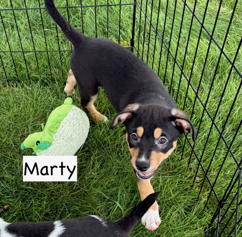 Marty