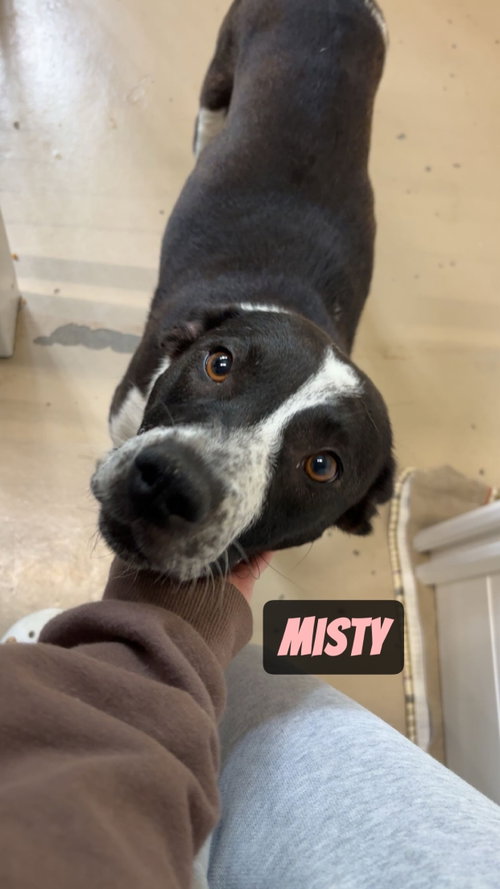 Misty photo 5