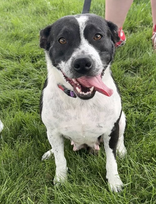 Misty, an adoptable Cattle Dog in Gilberts, IL