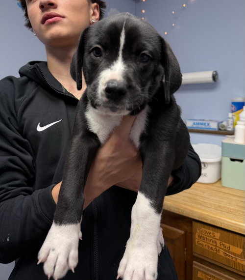 JETT, an adoptable Labrador Retriever in Gilberts, IL