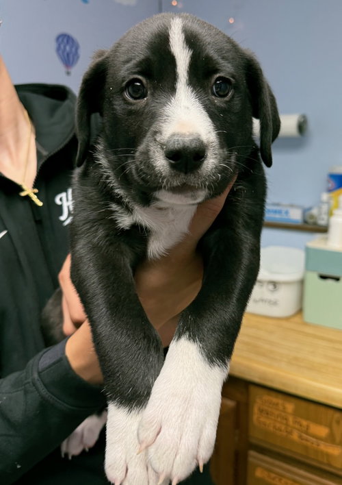 JUDO, an adoptable Labrador Retriever in Gilberts, IL