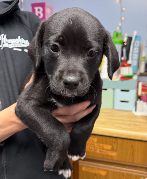 JULIET, an adoptable Labrador Retriever in Gilberts, IL