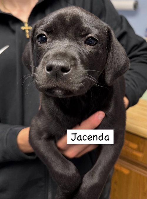 JACENDIA, an adoptable Labrador Retriever in Gilberts, IL