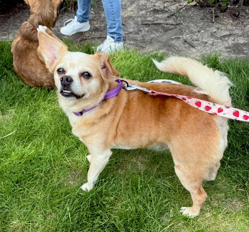 Lacy, an adoptable Chihuahua in Gilberts, IL