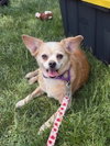 Lacy - Photo 2