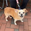 Lacy - Photo 4